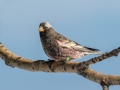 Black Rosy-Finch - Cibola NF - Sandia Crest, Bernalillo County, New Mexico, United States, Dec 15, 2022