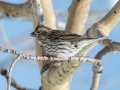 Cassin's Finch - Cibola NF - Sandia Crest, Bernalillo County, New Mexico, United States, Dec 15, 2022