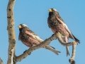 Black Rosy-Finch - Cibola NF - Sandia Crest, Bernalillo County, New Mexico, United States, Dec 15, 2022