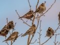 Black Rosy-Finch - Cibola NF - Sandia Crest, Bernalillo County, New Mexico, United States, Dec 15, 2022
