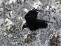 Chihuahuan Raven  - Cibola NF - Sandia Crest, Bernalillo County, New Mexico, United States, Dec 15, 2022