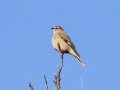 Townsend's Solitaire - Cibola NF - Sandia Crest, Bernalillo County, New Mexico, United States, Dec 15, 2022
