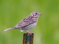 Vesper Sparrow - Sibley Lake - Kidder County - North Dakota - June 10 2023