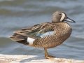 Blue-winged Teal - McPhail Slouth - Kidder County - North Dakota - June 10 2023