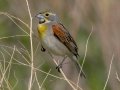 Dickcissel- Tappen Slough - Kidder County - North Dakota - June 11 2023