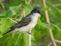 Eastern Kingbird - Kellys Slough NWR - CR 11 - Grand Forks County - North Dakota - June 7 2023