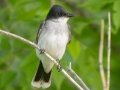 Eastern Kingbird - Kellys Slough NWR - CR 11 - Grand Forks County - North Dakota - June 7 2023