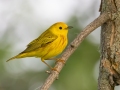 Yellow Warbler (Northern) - Grand Forks AFB Lagoons - Grand Forks County - North Dakota - June 7 2023