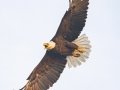 Bald Eagle - Grand Forks AFB Lagoons - Grand Forks County - North Dakota - June 7 2023