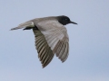 Black Tern - Arrowwood NWR - Stutsman County - North Dakota - June 9 2023