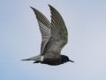Black Tern - Arrowwood NWR - Stutsman County - North Dakota - June 9 2023