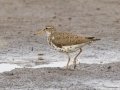 Spotted Sandpiper - Arrowwood NWR - Stutsman County - North Dakota - June 9 2023