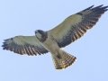 Swainson's Hawk - Sibley Lake - Kidder County - North Dakota - June 10 2023