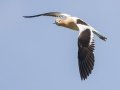 American Avocet - Sibley Lake - Kidder County - North Dakota - June 10 2023