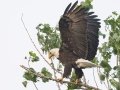 Bald Eagle - Grand Forks AFB Lagoons - Grand Forks County - North Dakota - June 7 2023
