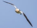 American Avocet - Sibley Lake - Kidder County - North Dakota - June 10 2023