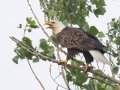 Bald Eagle - Grand Forks AFB Lagoons - Grand Forks County - North Dakota - June 7 2023