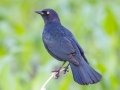Brewer's Blackbird - Grand Forks AFB Lagoons - Grand Forks County - North Dakota - June 7 2023