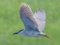 Black-cronwed Night-Heron - Tappen Slough - Kidder County - North Dakota - June 11 2023