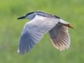Black-cronwed Night-Heron - Tappen Slough - Kidder County - North Dakota - June 11 2023
