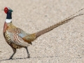 Ring-necked Pheasant -  Tappen Slough - Kidder County - North Dakota - June 11 2023