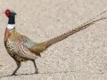 Ring-necked Pheasant -  Tappen Slough - Kidder County - North Dakota - June 11 2023