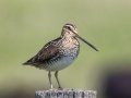 Wilson's Snipe - Tappen Slough - Kidder County - North Dakota - June 11 2023