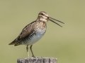 Wilson's Snipe - Tappen Slough - Kidder County - North Dakota - June 11 2023