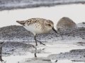 Semipalmated Sandpiper - Arrowwood NWR - Stutsman County - North Dakota - June 9 2023