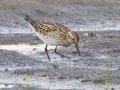 White-rumped Sandpiper - Arrowwood NWR - Stutsman County - North Dakota - June 9 2023