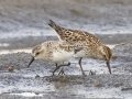 Semipalmated Sandpiper (foreground) with White-rumped Sandpiper (background) - Arrowwood NWR - Stutsman County - North Dakota - June 9 2023