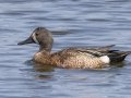 Blue-winged Teal - Tappen Slough - Kidder County - North Dakota - June 11 2023