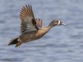 Blue-winged Teal - Tappen Slough - Kidder County - North Dakota - June 11 2023