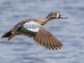 Blue-winged Teal - Tappen Slough - Kidder County - North Dakota - June 11 2023