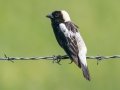Bobolink - Tappen Slough - Kidder County - North Dakota - June 11 2023