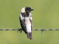 Bobolink - Tappen Slough - Kidder County - North Dakota - June 11 2023