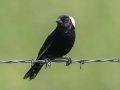 Bobolink - Tappen Slough - Kidder County - North Dakota - June 11 2023