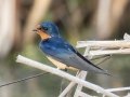 Barn Swallow - Kellys Slough NWR - CR 11 - Grand Forks County - North Dakota - June 7 2023