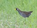 Sora - Arrowwood NWR - Stutsman County - North Dakota - June 9 2023