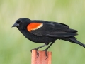 Red-winged Blackbird - Grand Forks AFB Lagoons - Grand Forks County - North Dakota - June 7 2023