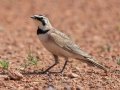 Horned Lark - 47th St SW - Belfield US-ND - Stark County - North Dakota - June 11 2023
