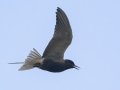 Black Tern - Arrowwood NWR - Stutsman County - North Dakota - June 9 2023