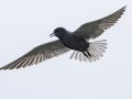 Black Tern - Arrowwood NWR - Stutsman County - North Dakota - June 9 2023