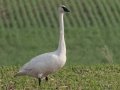 Trumpeter Swan - Grand Forks AFB Lagoons - Grand Forks County - North Dakota - June 7 2023