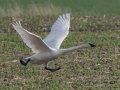 Trumpeter Swan - Grand Forks AFB Lagoons - Grand Forks County - North Dakota - June 7 2023