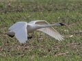 Trumpeter Swan - Grand Forks AFB Lagoons - Grand Forks County - North Dakota - June 7 2023