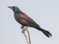 Common Grackle (Bronzed) - Grand Forks AFB Lagoons - Grand Forks County - North Dakota - June 7 2023
