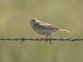 Baird's Sparrow - 47th St SW - Belfield US-ND - Stark County - North Dakota - June 11 2023