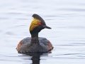 Eared Grebe - Arrowwood NWR - Stutsman County - North Dakota - June 9 2023