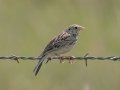 Baird's Sparrow - 47th St SW - Belfield US-ND - Stark County - North Dakota - June 11 2023